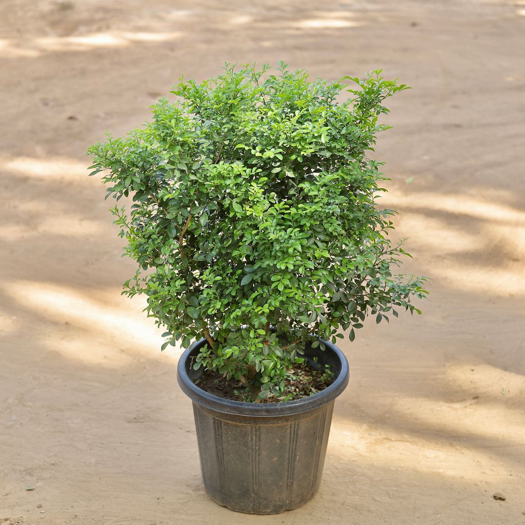 Madhukamini White Bushy in 14 Inch Nursery pot