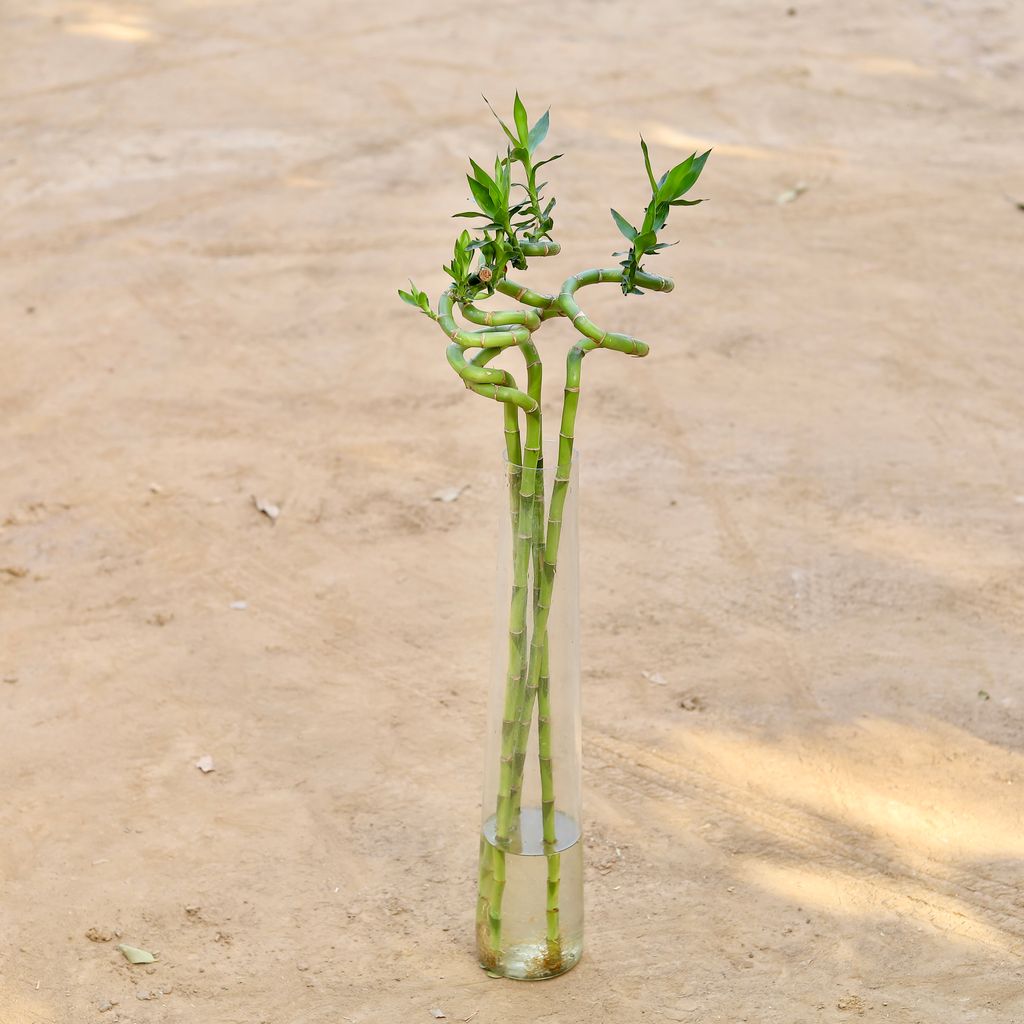 Set Of 4 - Spiral Bamboo - (~90Cm) in Glass Jar