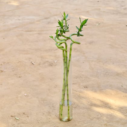 Buy Set Of 4 - Spiral Bamboo - (~90Cm) in 22 Inch Glass Jar Online | Urvann.com