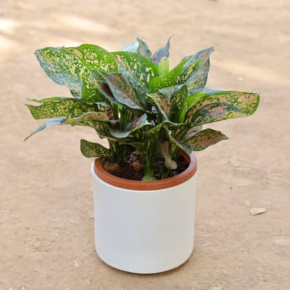 Buy Aglaonema Pink Dalmatian Multi Stem in 8 Inch Classy White Cylindrical Fiberglass Pot Online | Urvann.com