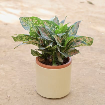 Buy Aglaonema Pink Dalmatian Multi Stem in 8 Inch Classy Beige Cylindrical Fiberglass Pot Online | Urvann.com