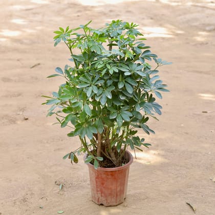 Buy Schefflera Green Imported (~10 Yrs Old) (~2.5 Ft) in 12 Inch Nursery pot Online | Urvann.com