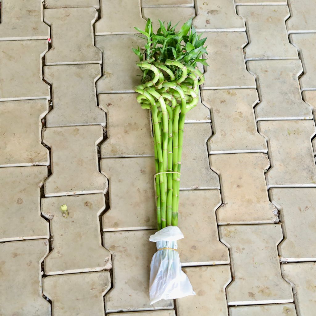 Set Of 10 - Spiral Bamboo - (~60Cm)