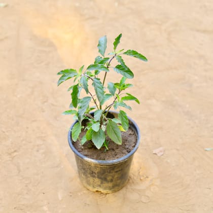 Buy Shyama Tulsi in 6 Inch Nursery Pot Online | Urvann.com