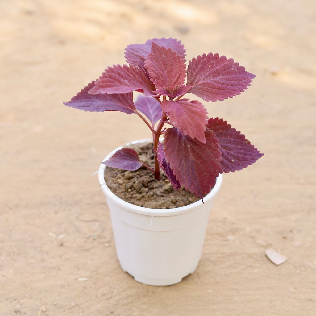 Coleus Red in 5 Inch Nursery Pot