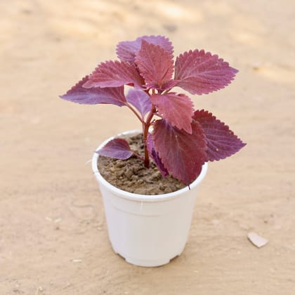 Buy Coleus Red in 5 Inch Nursery Pot Online | Urvann.com