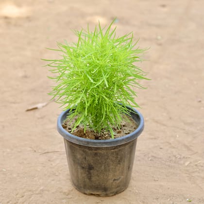 Buy Kochia in 8 Inch Nursery pot Online | Urvann.com