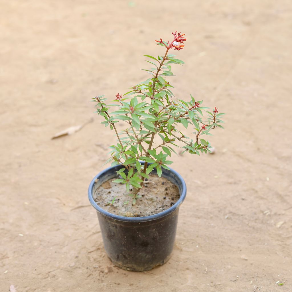 Hamelia (Any Colour) in 6 Inch Nursery Pot