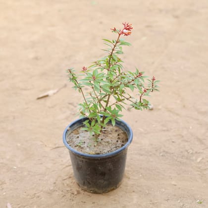 Buy Hamelia (Any Colour) in 6 Inch Nursery Pot Online | Urvann.com