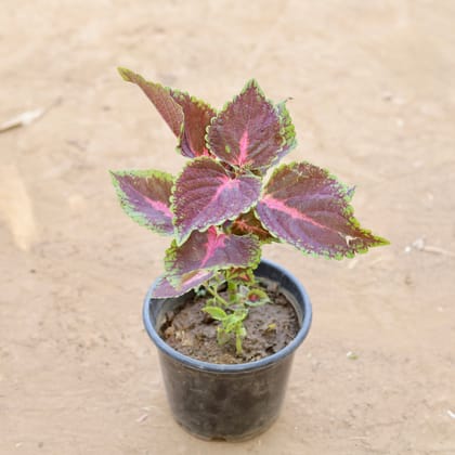 Buy Coleus Brown (Any Design) in 6 Inch Nursery Pot Online | Urvann.com