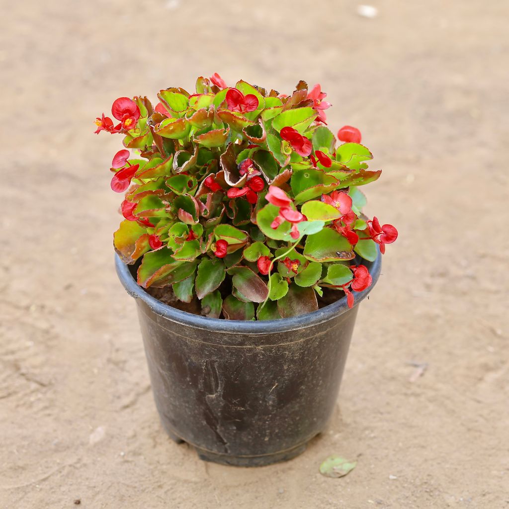 Begonia Red in 6 Inch Nursery Pot