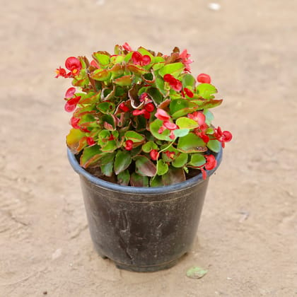 Buy Begonia Red in 6 Inch Nursery Pot Online | Urvann.com