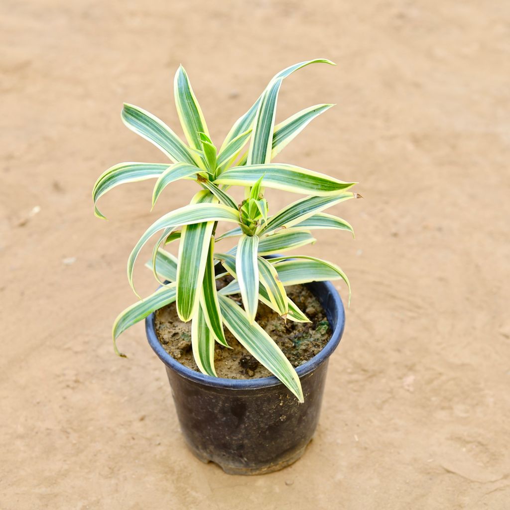 Song Of India in 6 Inch Nursery Pot