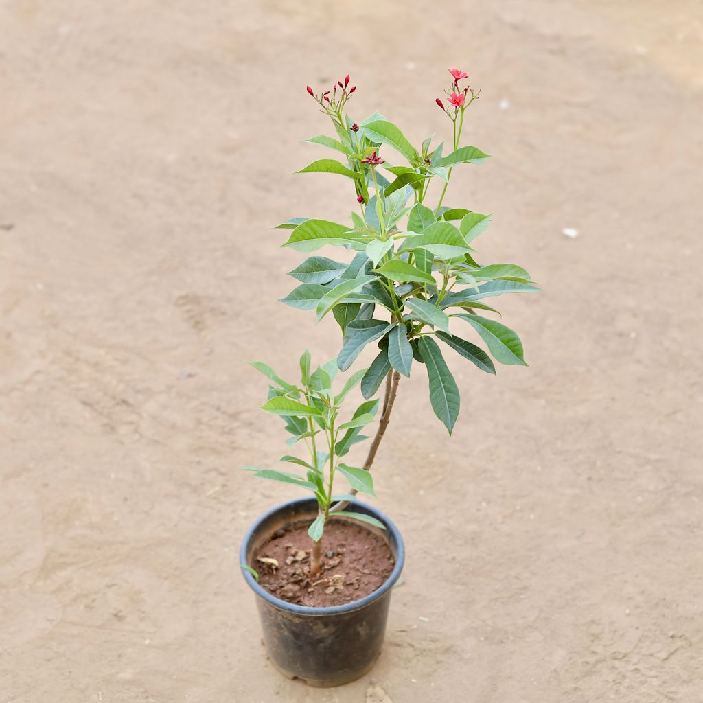 Jatropha / Sundar Rupa in 6 Inch Nursery Pot