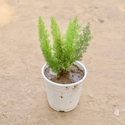 Buy Asparagus Mary  in 5 Inch Nursery pot Online | Urvann.com