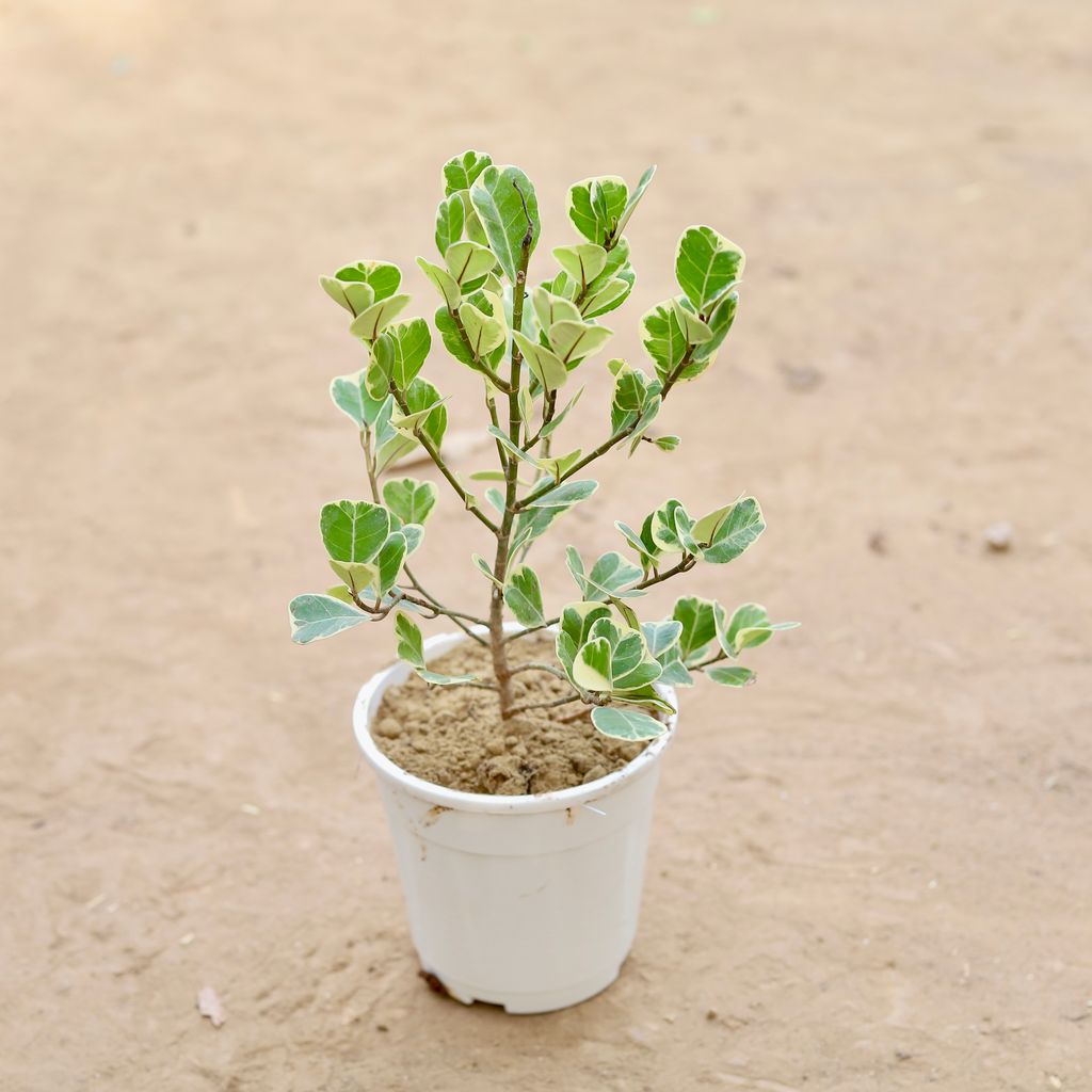 Ficus Triangularis (Heart Leaf) in 5 Inch Nursery Pot