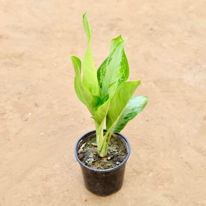 Buy Aglaonema Silver Queen in 6 Inch Nursery Pot Online | Urvann.com