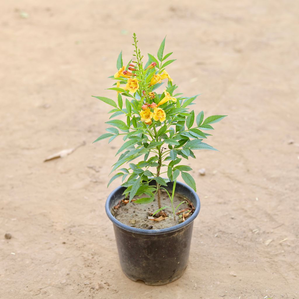 Tecoma Yellow in 6 Inch Nursery Pot