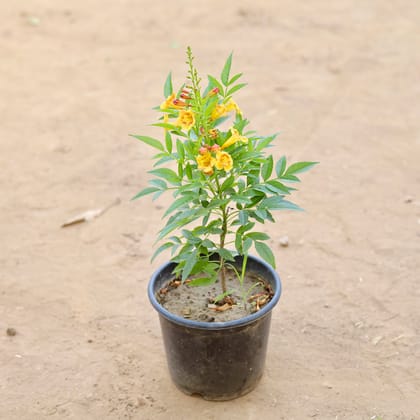 Buy Tecoma Yellow in 6 Inch Nursery Pot Online | Urvann.com