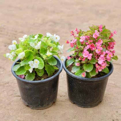 Buy Set Of 2 - Begonia (Any Colour) in 6 Inch Nursery Pot Online | Urvann.com