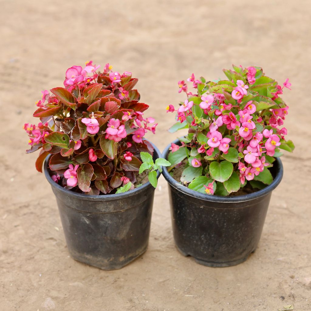 Set Of 2 - Begonia (Any Colour) in 6 Inch Nursery Pot