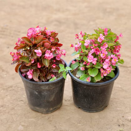 Buy Set Of 2 - Begonia (Any Colour) in 6 Inch Nursery Pot Online | Urvann.com