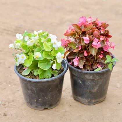 Buy Set Of 2 - Begonia (Any Colour) in 6 Inch Nursery Pot Online | Urvann.com