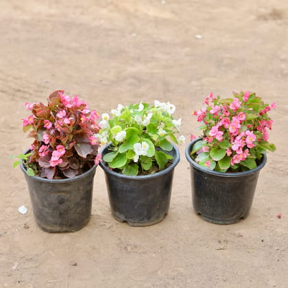 Buy Set Of 3 - Begonia (Any Colour) in 6 Inch Nursery Pot Online | Urvann.com