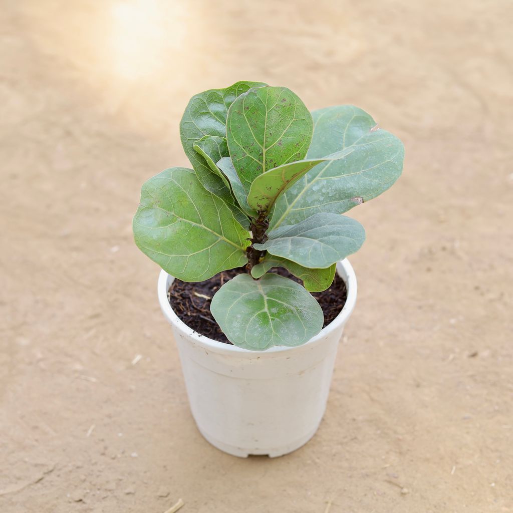 Fiddle Leaf Fig / Ficus Lyrata in 5 Inch Nursery Pot