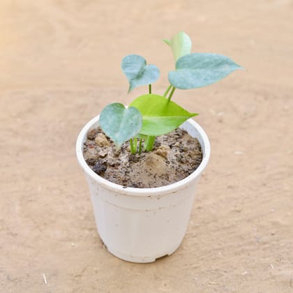 Buy Monstera Baby in 5 Inch Nursery Pot Online | Urvann.com