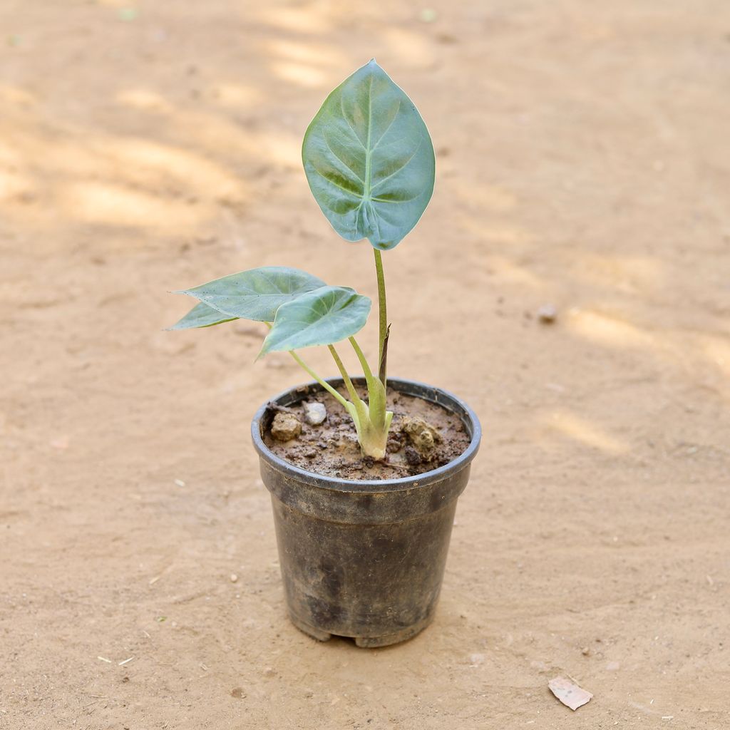 Alocasia Black Velvet in 5 Inch Nursery Pot - Rare Exotic Indoor Plant