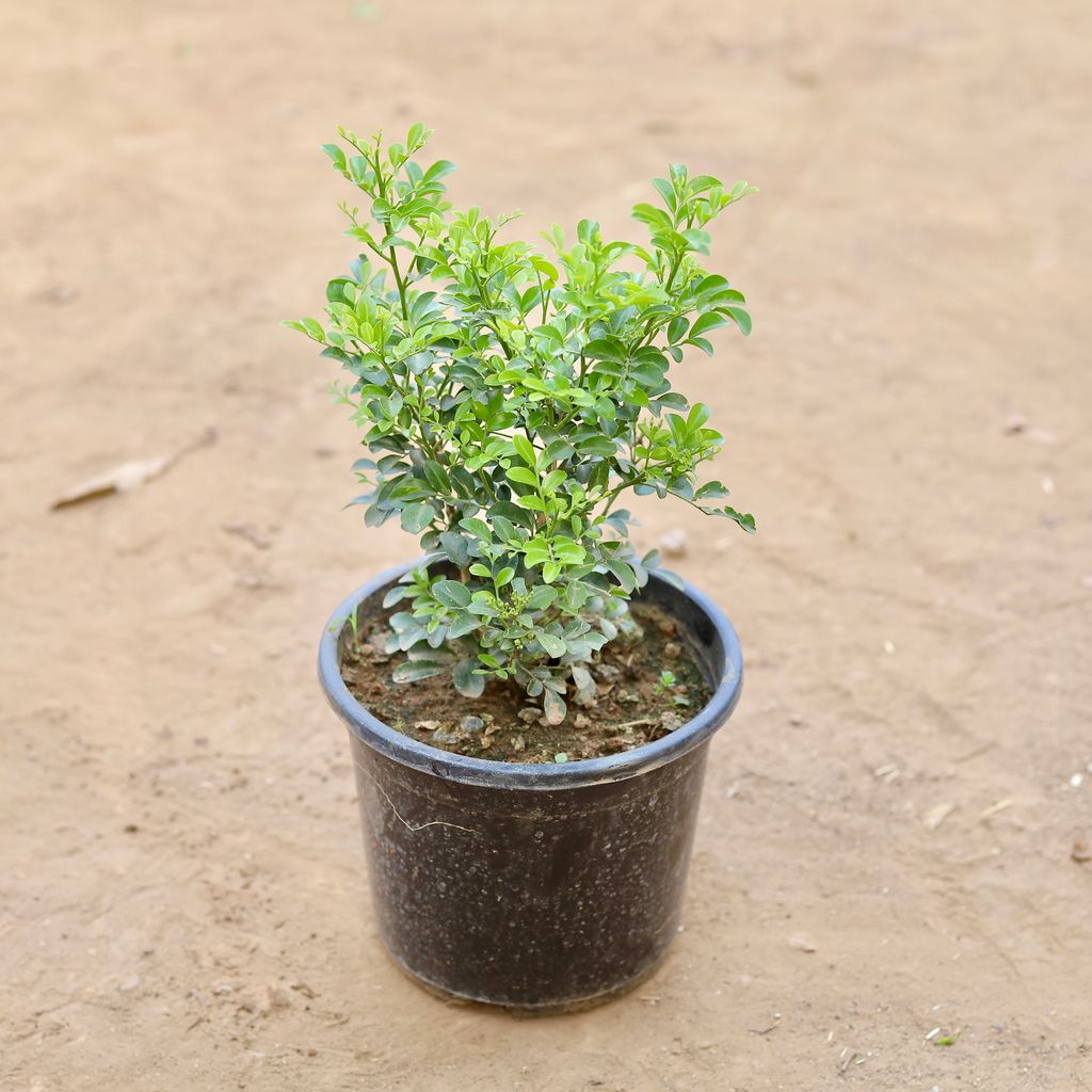 Madhu Kamini / Murraya in 8 Inch Nursery Pot