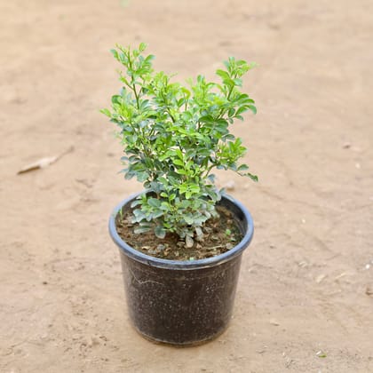 Buy Madhu Kamini / Murraya in 8 Inch Nursery Pot Online | Urvann.com