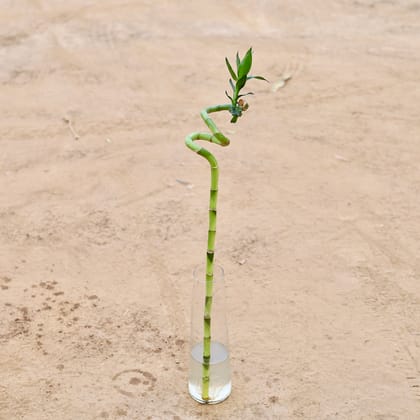 Buy Spiral Bamboo - (~60Cm) in 12 Inch Glass Jar Online | Urvann.com