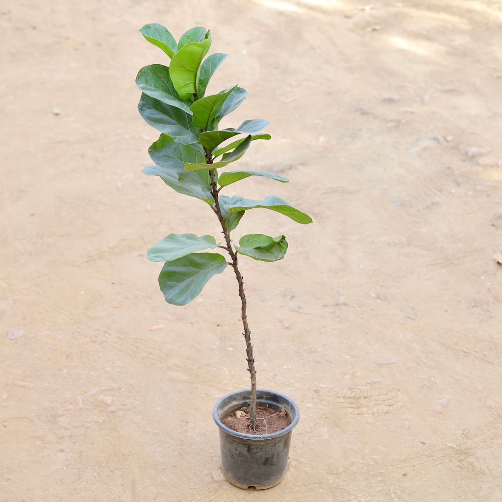 Fiddle Leaf Fig / Ficus Lyrata (~ 2 Ft) in 8 Inch Nursery Pot - Best Air Purifying Indoor Plant