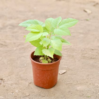 Buy Golden Brassia Big Leaf in 6 Inch Nursery Pot Online | Urvann.com