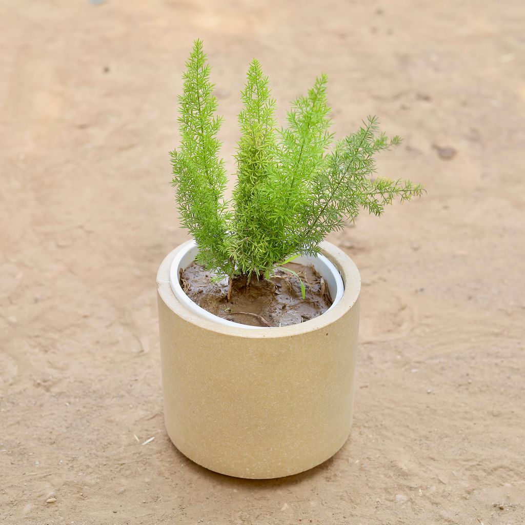 Asparagus Mary in 6 Inch Classy Beige Cylindrical Fiberglass Pot