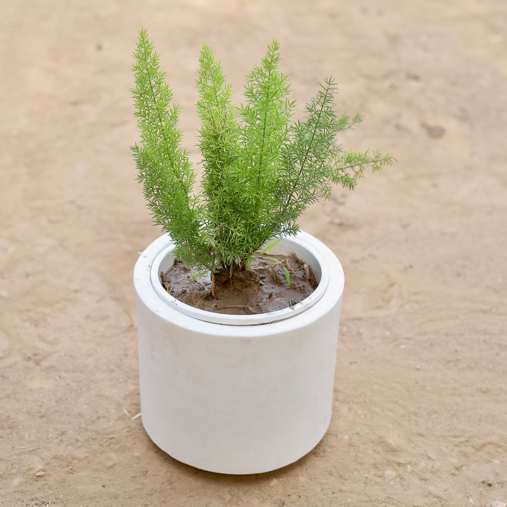 Asparagus Mary in 6 Inch Classy White Cylindrical Fiberglass Pot