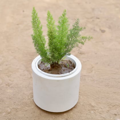 Buy Asparagus Mary  in 6 Inch Classy White Cylindrical Fiberglass Pot Online | Urvann.com