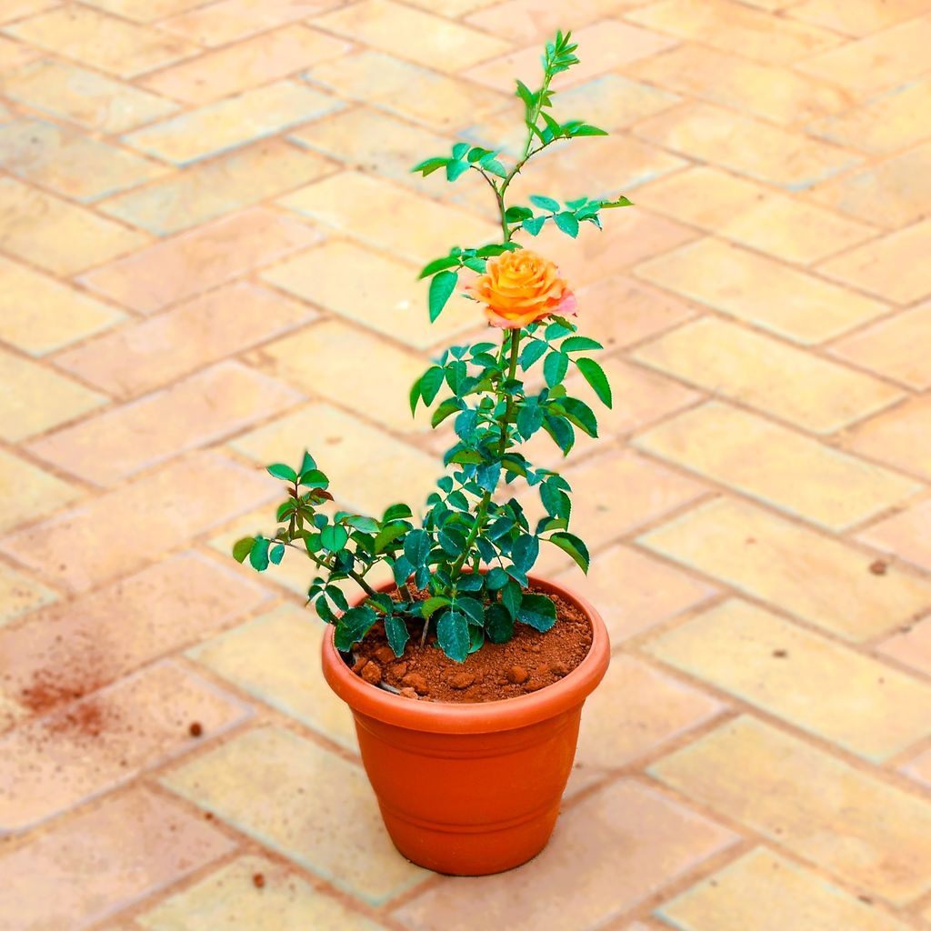 Rose / Gulab Orange in 7 Inch Classy Red Plastic Pot