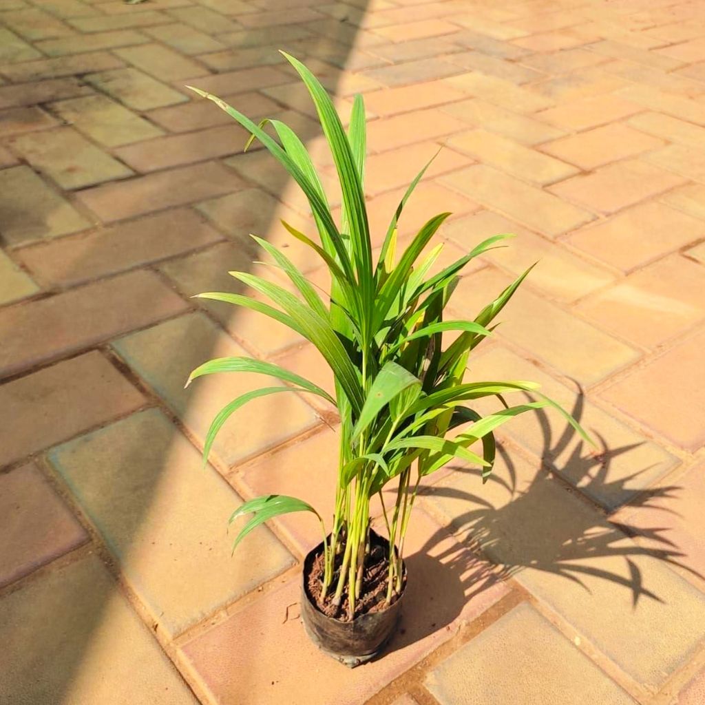 Areca Palm (~1 Ft) in 3 Inch Nursery Bag