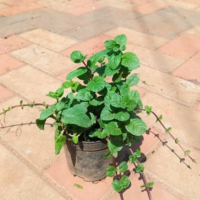 Mint in 4 Inch Nursery Pot