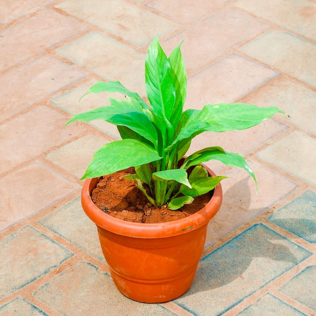 Peace Lily in 7 Inch Classy Red Plastic Pot