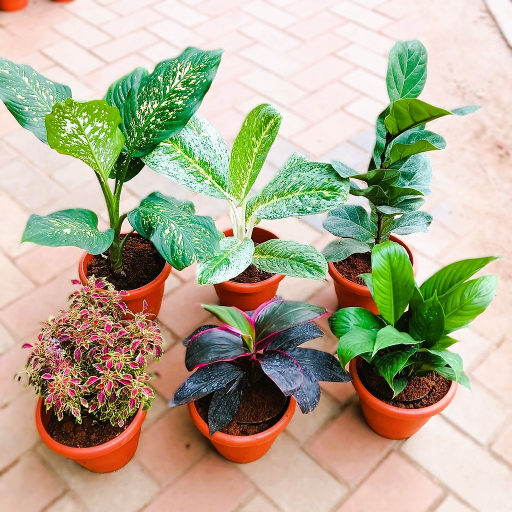 Indoor Garden Delight - Set of 6 - Agalonema Snow White, Tiger, Fiddle Leaf Fig / Ficus Lyrata, Coleus Red, Dracaena Rosea & Peace Lily in 7 Inch Classy Red Plastic Pot