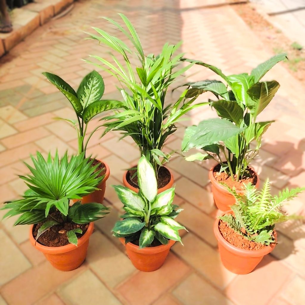 Indoor Jungle Special - Set of 6 - Dieffenbachia Tropic Snow, Areca Palm, Peace Lily, Fan / China Palm,Dieffenbachia Camillie & Green Fern in 7 inch Classy Red Plastic Pot