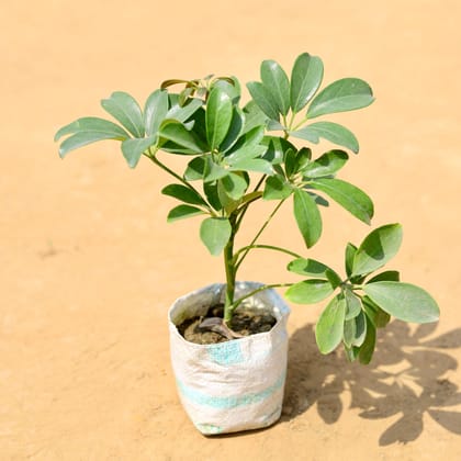 Schefflera Green in 5 Inch Nursery Bag