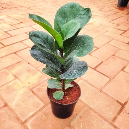 Fiddle Leaf Fig / Ficus Lyrata (~ 1.5 Ft) in 4 Inch Nursery Pot