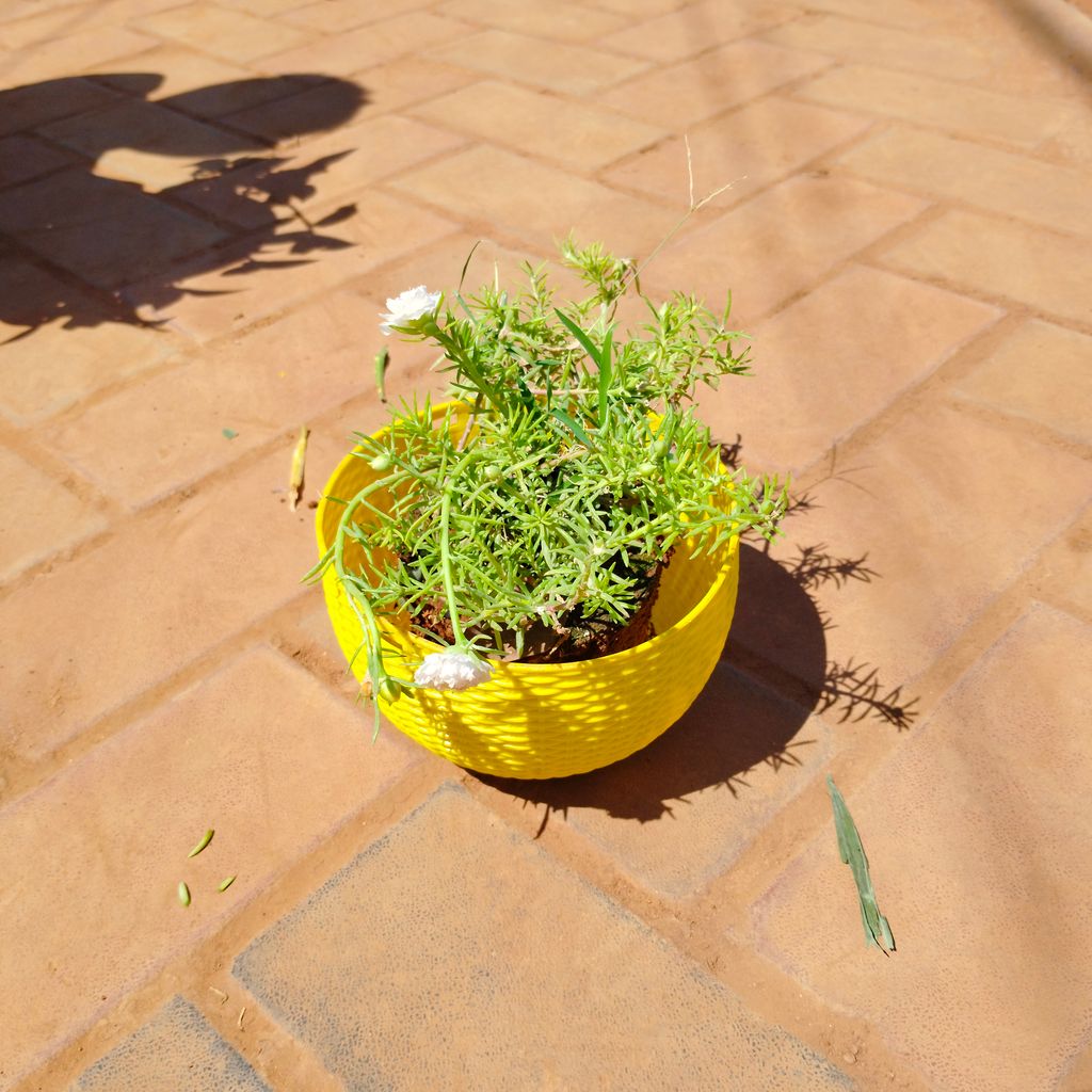 Portulaca Moss Rose (any colour) in 7 X 4.5 Inch Yellow Premium Euro Hanging Plastic Pot (any colour)