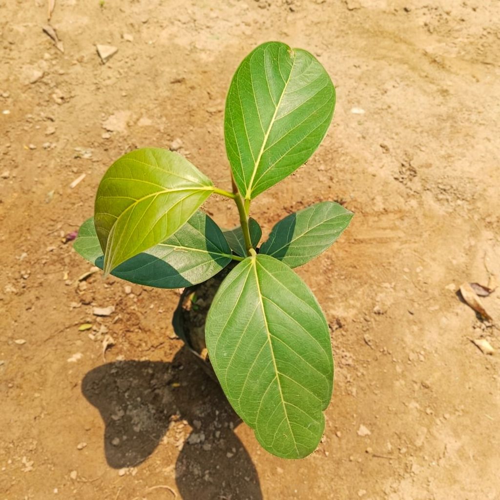 Banyan / Bargad in 8 Inch Nursery Bag