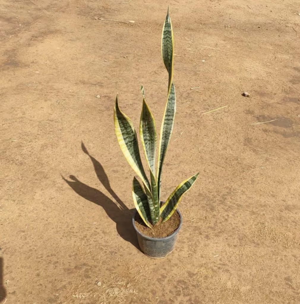 Snake Yellow plant (~ 1 Ft) in 8 inch nursery pot